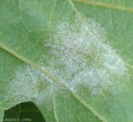 <b><i>Plasmopara viticola</i></b> (Mildew)