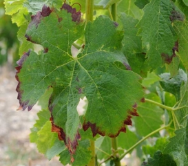 Interveinal reddening, blocky in shape and beginning at the edge of the blade, characteristic of <b> <i> Empoasca vitis </i> </b> attack.