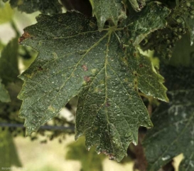 This fig leaf is dotted with a few small angular spots that can reach 3 mm in diameter.  Their color is brown to black, some are surrounded by a more or less marked chlorotic halo.  <i> <b> Xylophilus ampelinus </b> </i> (Bacterial necrosis).