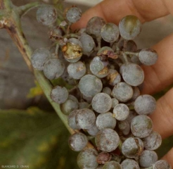 The skin of the berries colonized by <b> <i> Erysiphe necator </i> </b> progressively corks, making it less elastic.  Thus, the berries end up splitting when they grow larger.