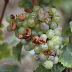 Details of berries emptied of their substance under the action of acid rot