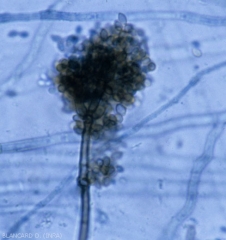 Cladosporium_11