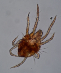 Larva of <i> <b> Panonychus ulmi </b> </i> seen from below.  (red spider)