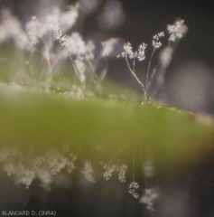 High concentration of sporangiophores on the blade of a vine leaf.  <b> <i> Plasmopara viticola </i> </b>.  (mildew)