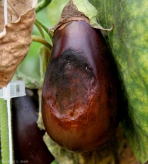 This rotting fruit is almost completely collapsed and locally covered with black mold.  <i><b>Alternaria alternata</b></i> (syn <i>Alternaria tenuis</i>, alternariose)