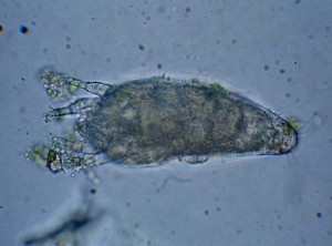 <b><i>Aculops lycopersici</i> </b>(eggplant russet mite) sur eggplant.