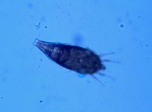 <b><i>Aculops lycopersici</i> </b> (eggplant russet mite) sur eggplant.