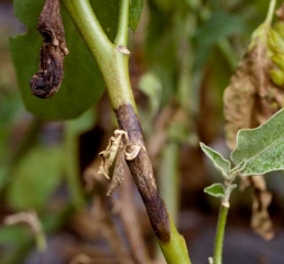 <i> <b> Didymella lycopersici </b> </i> is the cause of this canker, dark brown to brown, which developed from a disbudding wound. (<i> Didymella </i> stem canker)