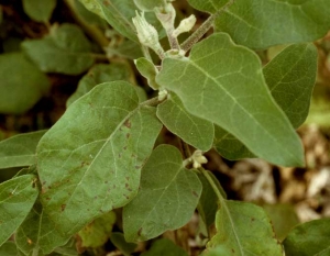 Several early brown spots develop on the leaf blade of this eggplant leaf.  <i> <b> Didymella lycopersici </b> </i> (<i> Didymella </i> stem canker)