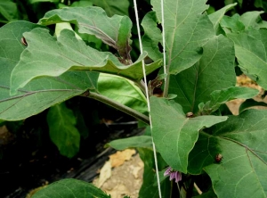 <b>Colorado beetle potato</b> on eggplant.