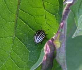 <b>Colorado beetle potato</b> on eggplant.