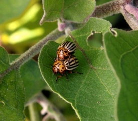 <b>Colorado beetle potato</b> on eggplant.