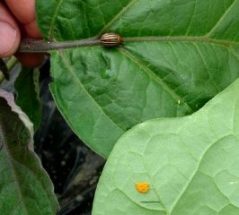 <b>Colorado beetle potato</b> on eggplant.