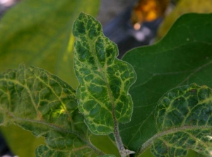 <b><i>Eggplant mottled dwarf virus</i></b>, EMDV) on eggplant.