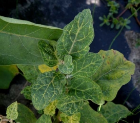 <b><i>Eggplant mottled dwarf virus</i></b>, EMDV) on eggplant.