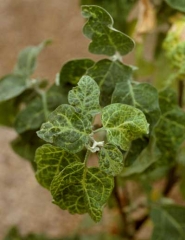 <b><i>Eggplant mottled dwarf virus</i></b>, EMDV) on eggplant.