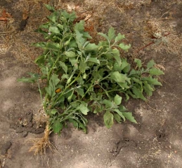 <b><i>Meloidogyne</i> sp.</b> on eggplant.