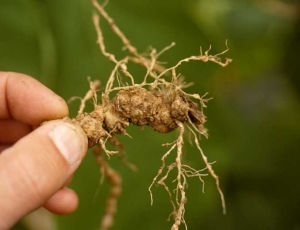 <b><i>Meloidogyne</i> sp.</b> on eggplant.