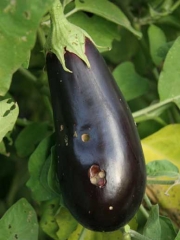 <b>Moths </b> on eggplant.