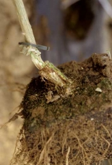 <i><b>Phytophthora nicotianae</b></i> (ex <i>P. parasitica</i>, foot rot) on eggplant.