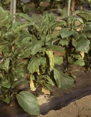 <i><b>Phytophthora nicotianae</b></i> (ex <i>P. parasitica</i>, foot rot) on eggplant.