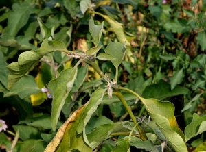 <b><i>Candidatus</i> Phytoplasma sp. </b>(Phytoplasma responsible for stolbur) on eggplant.