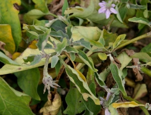 <b><i>Candidatus</i> Phytoplasma sp. </b>(Phytoplasma responsible for stolbur) on eggplant.