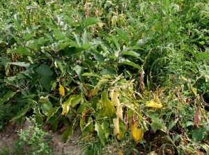 <b><i>Candidatus</i> Phytoplasma sp. </b>(Phytoplasma responsible for stolbur) on eggplant.