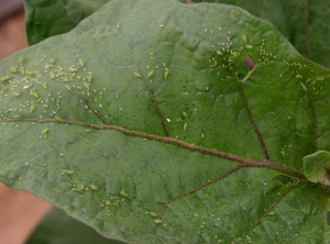  <b>Aphids</b> on eggplant leaf.