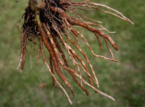 <i><b>Pyrenochaeta lycopersici</b></i> (corky root) and <i><b>Colletotrichum coccodes</b></i> (anthracnosis) on eggplant.