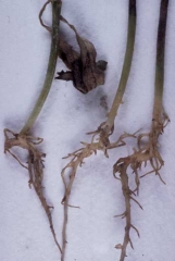 <i><b>Pythium</b></i> on eggplant.