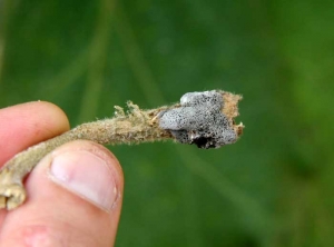 <i><b>Sclerotinia sclerotiorum</b></i> (<i>Sclerotinia</i> drop) on eggplant.