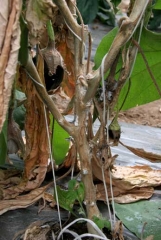 <i><b>Sclerotinia sclerotiorum</b></i> (<i>Sclerotinia</i> drop) on eggplant.