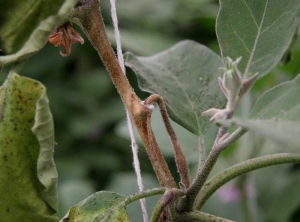 <i><b>Sclerotinia sclerotiorum</b></i> (<i>Sclerotinia</i> drop) on eggplant.