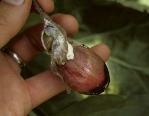 <i><b>Sclerotinia sclerotiorum</b></i> (<i>Sclerotinia</i> drop) on eggplant.