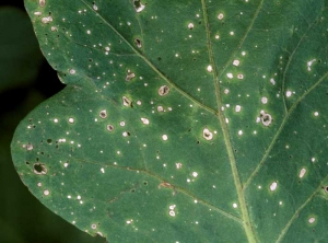 Slight chlorosis of the limbus at the periphery of the spots. <i><b>Stemphylium solani</b></i> (grey leaf spot)