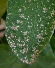 <b>Thrips</b> on eggplant.