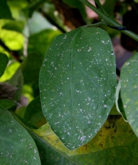 <b>Thrips</b> on eggplant.