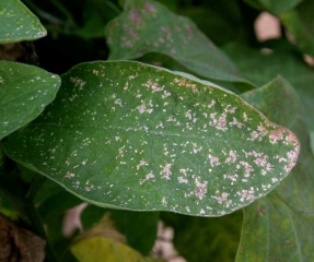 <b>Thrips</b> on eggplant.