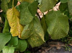 <b><i>Verticillium dahliae</i></b> (<i>Verticillium</i> wilt) on eggplant.