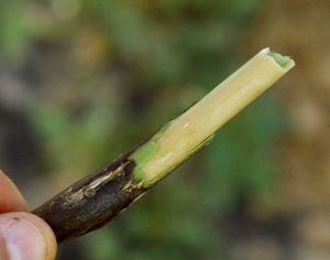 <b><i>Verticillium dahliae</i></b> (<i>Verticillium</i> wilt) on eggplant.