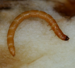 Wireworms