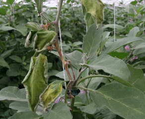 <i><b>Sclerotinia sclerotiorum</b></i> (<i>Sclerotinia</i> drop) on eggplant.