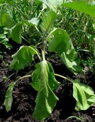 <i><b>Ralstonia solanacearum</b></i> (<i>Pseudomonas solanacearum</i>, bacterial wilt) on eggplant.