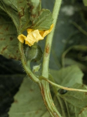 Brown nervous necrosis on melon leaf;  an oily exudate can be observed on a young oily and elliptical chancre.  <i> <b> Cladosporium cucumerinum </b> </i>