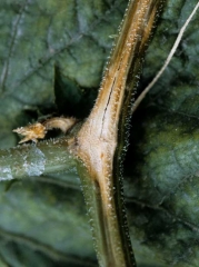 Upon weathering, the fungus may fruit as a whitish to pink mold.  <b> <i> Fusarium oxysporum </i> f.  sp.  <i>cucumerinum</i> </b> (vascular fusarium wilt of cucumber)