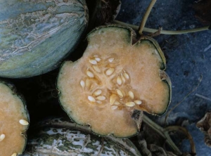 The flesh of the fruit is marbled and much firmer in consistency than normal.  <b> Zucchini yellow mosaic virus </b> (<i> Zucchini yellow mosaic virus </i>, ZYMV)