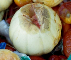 A large lesion alters the stylar end of this melon.  The rotten fabrics have partly collapsed.  <i> <b> Choanephora cucurbitarum </b> </i>