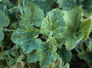 <b> Cucumber mosaic virus </b> (<i> Cucumber mosaic virus </i>, CMV) and <b> zucchini yellow mosaic virus </b> (<i> Zucchini yellow mosaic virus </i>, ZYMV), melon