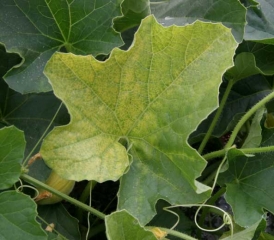 <b><i>Fusarium oxysporum</i> f. sp. <i>melonis</i></b> on melon